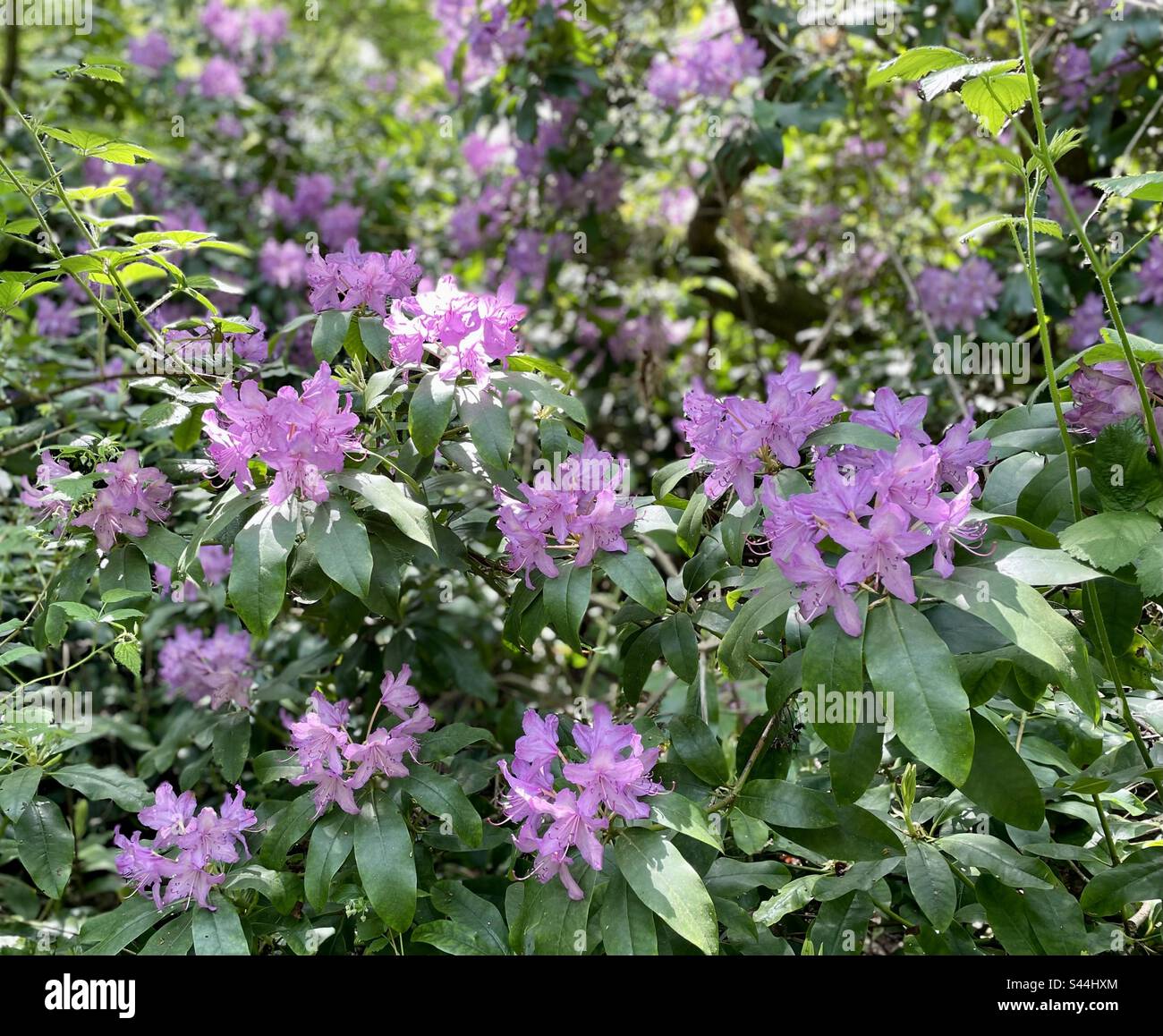 Rhododendron bush growing in the forest. Stock Photo