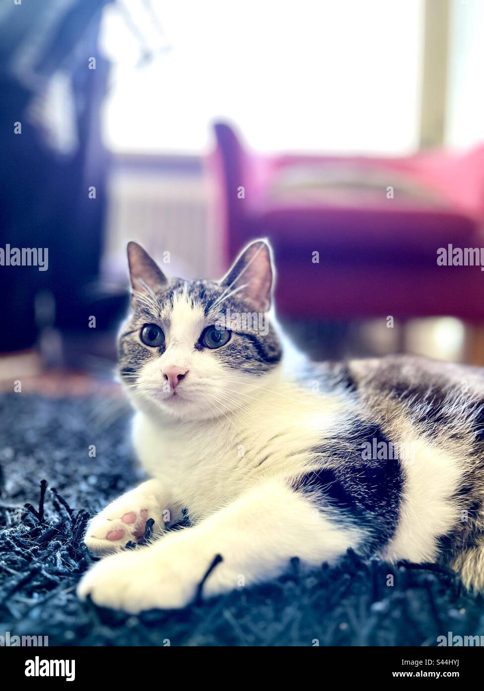 Cat on mat hi-res stock photography and images - Alamy