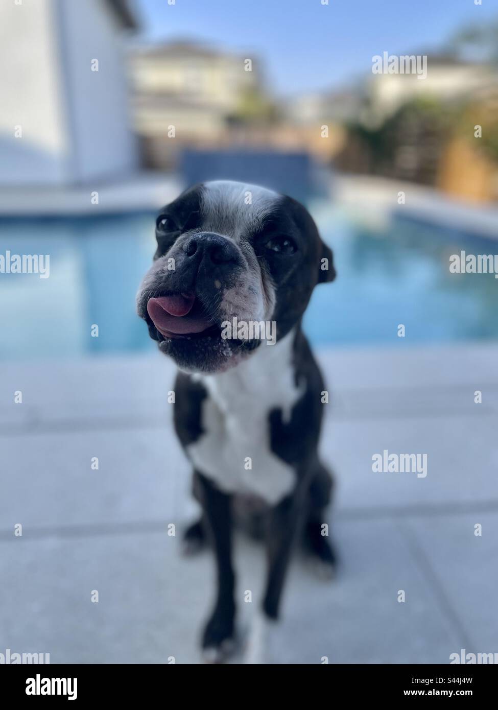 Why Does My Boston Terrier Lick Everything