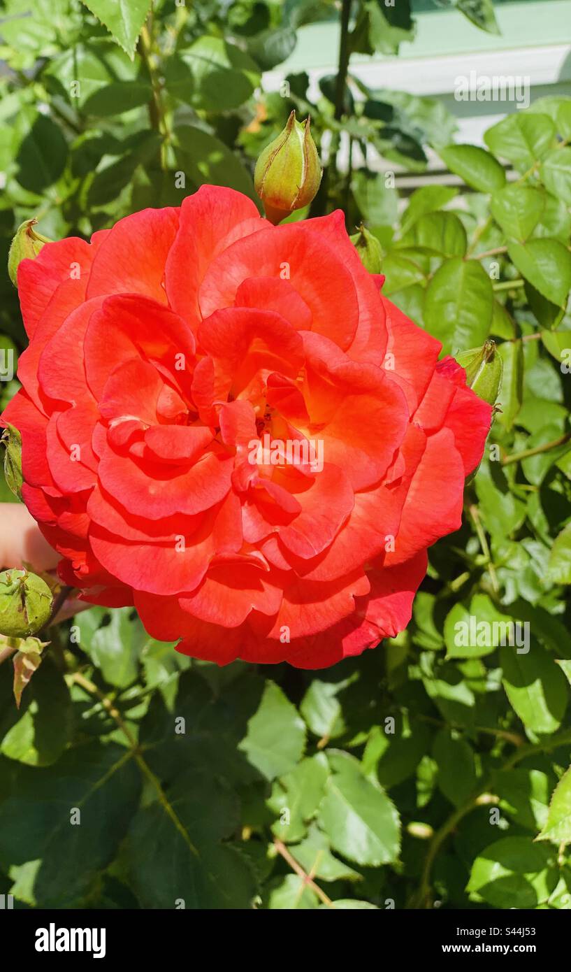 beauty rose Stock Photo