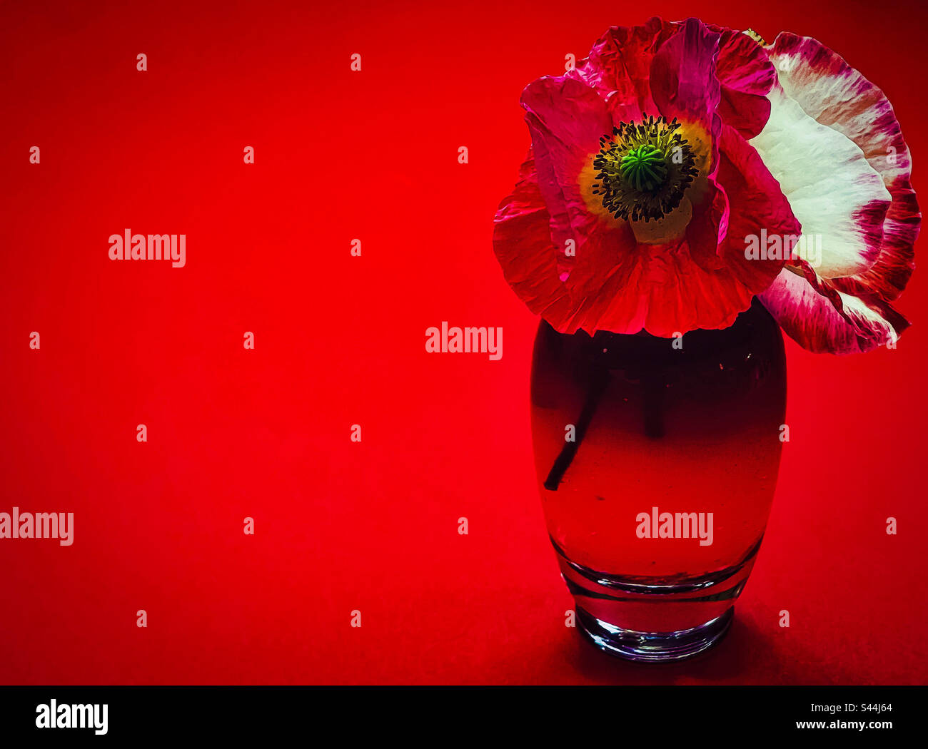Close-up of red and white poppy flowers in glass bottle on red background. Copy space. Toiletries. Perfume. - Smartphone Captured Stock Image