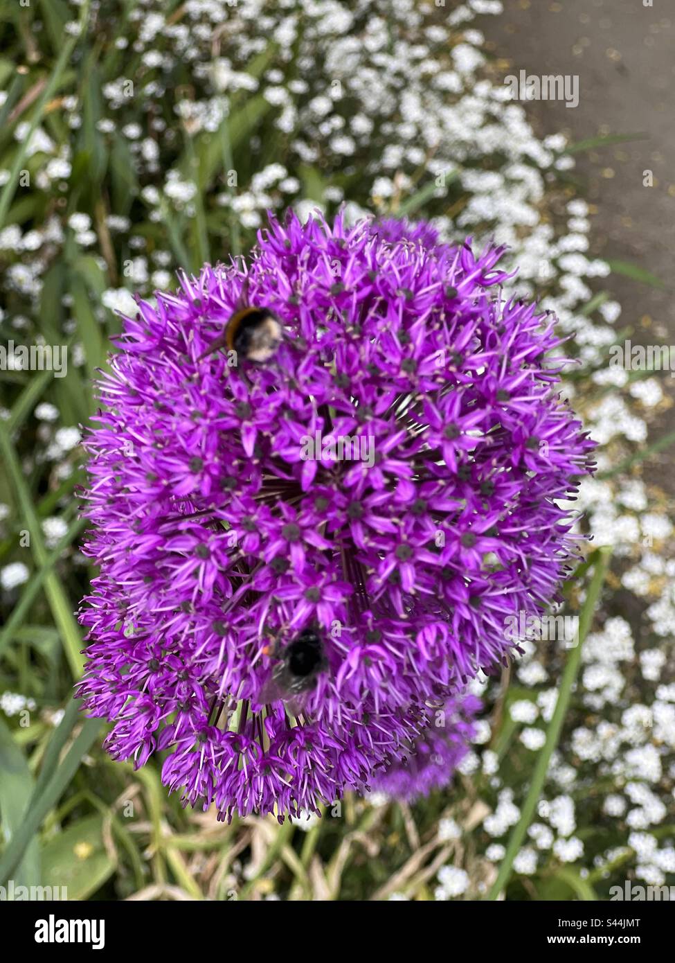 Purple alliums flowers with bee collecting honey Stock Photo Alamy