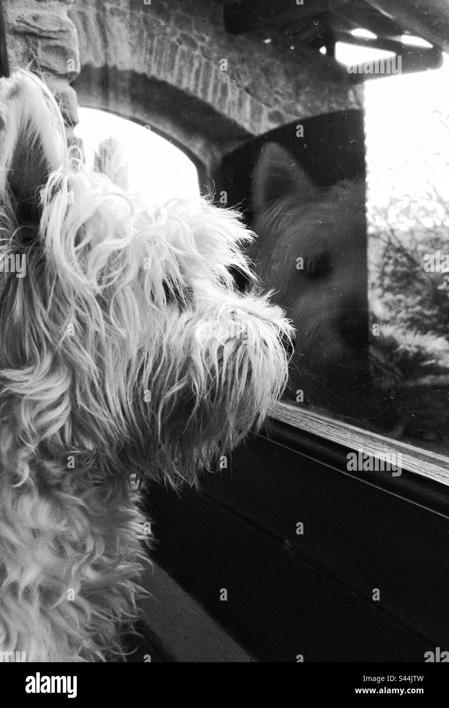 Black & white capture of a West Highland Terrier dog looking through the window Stock Photo