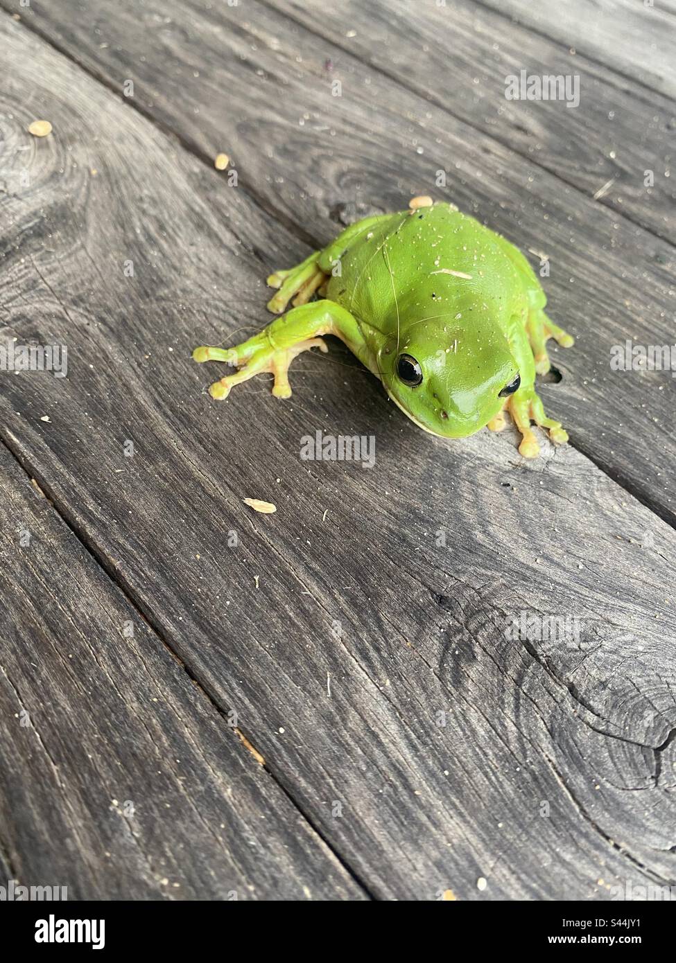 You find these little frogs in the toilet in Australia Stock Photo - Alamy