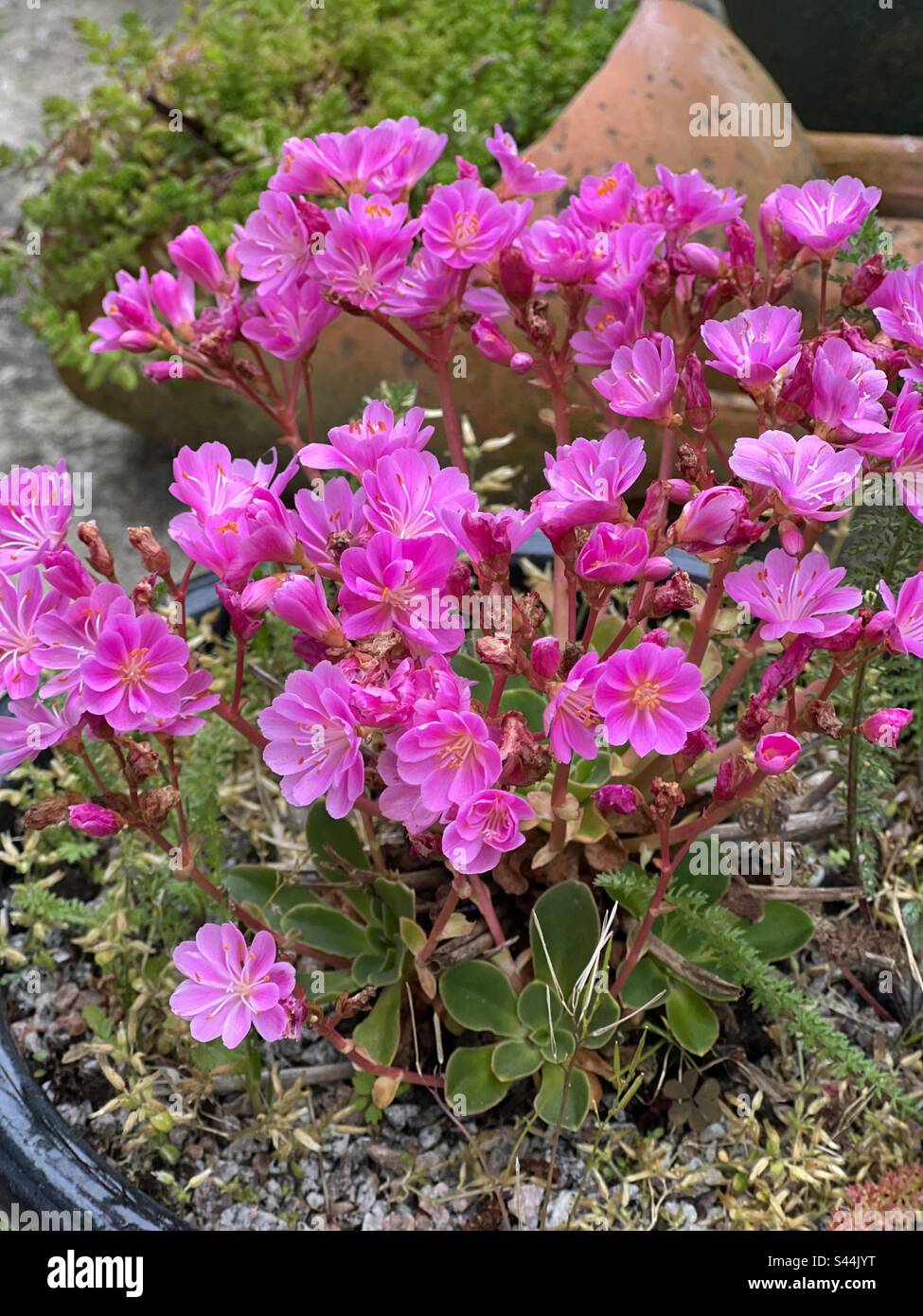 lewisia plant - vibrant pink flowers Stock Photo
