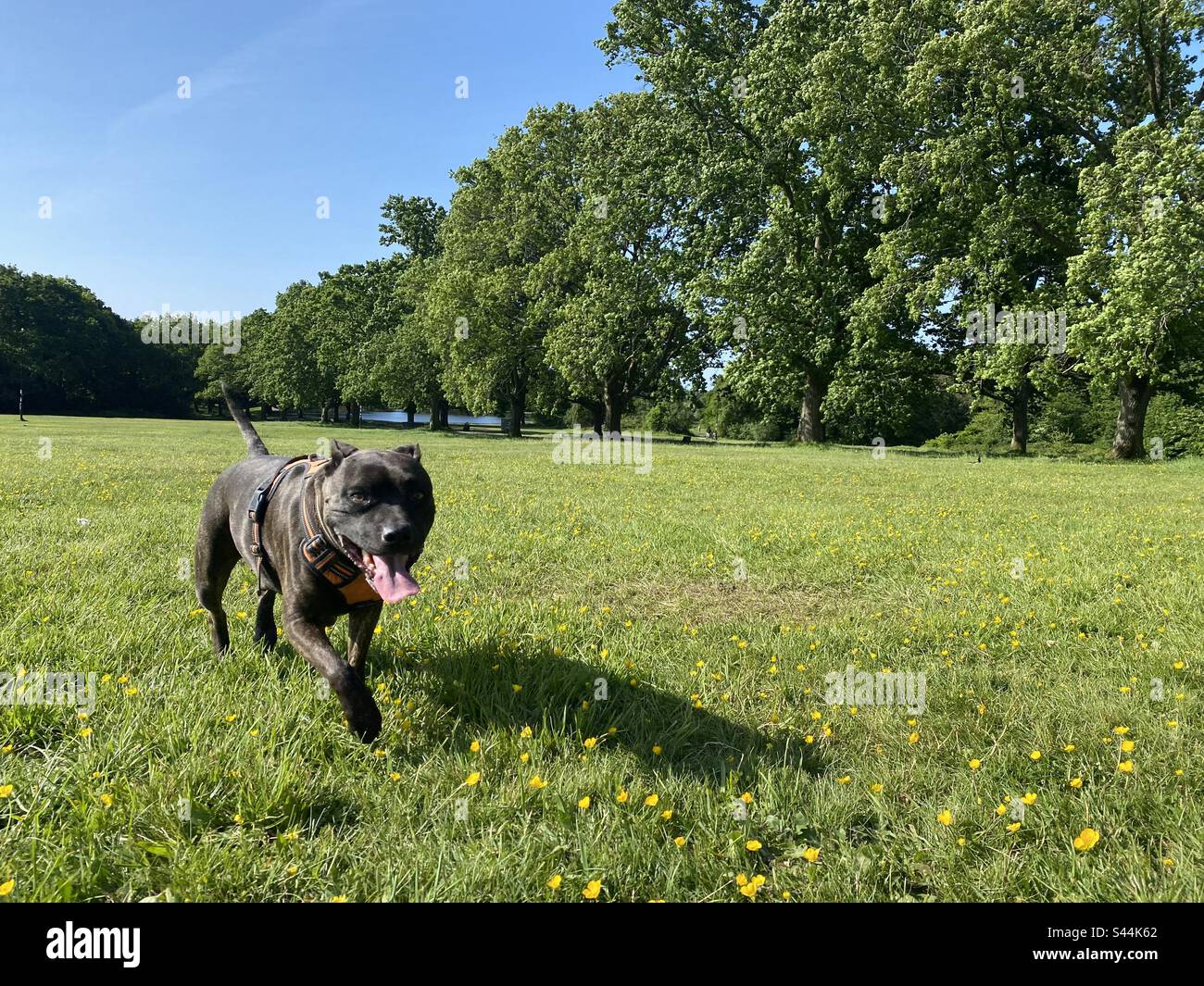 Running Staffordshire bull terrier in a field on a bright sunny blue sky day Stock Photo