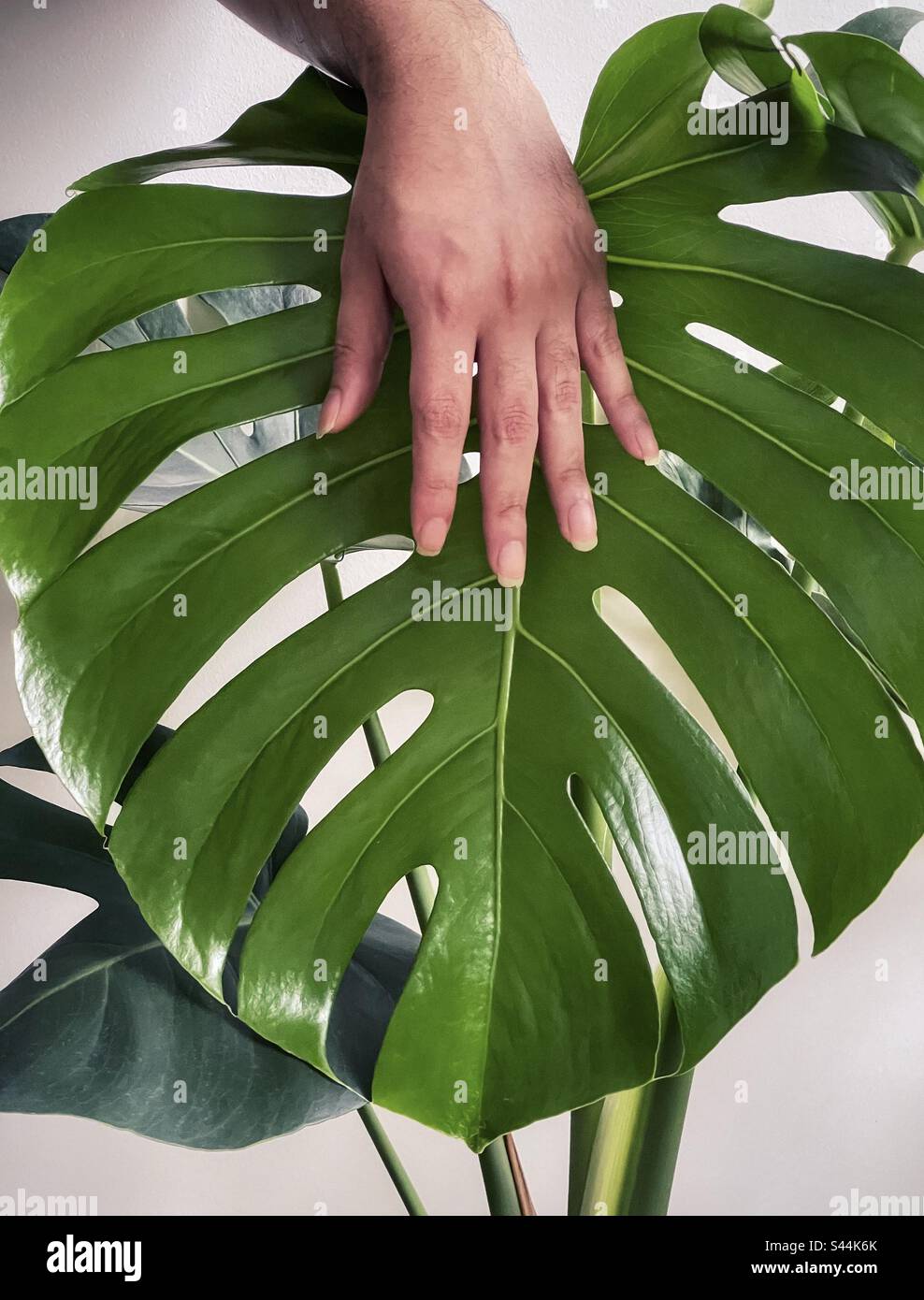 Close-up of hand touching newly unfurled green leaf of Monstera deliciosa  houseplant Stock Photo - Alamy