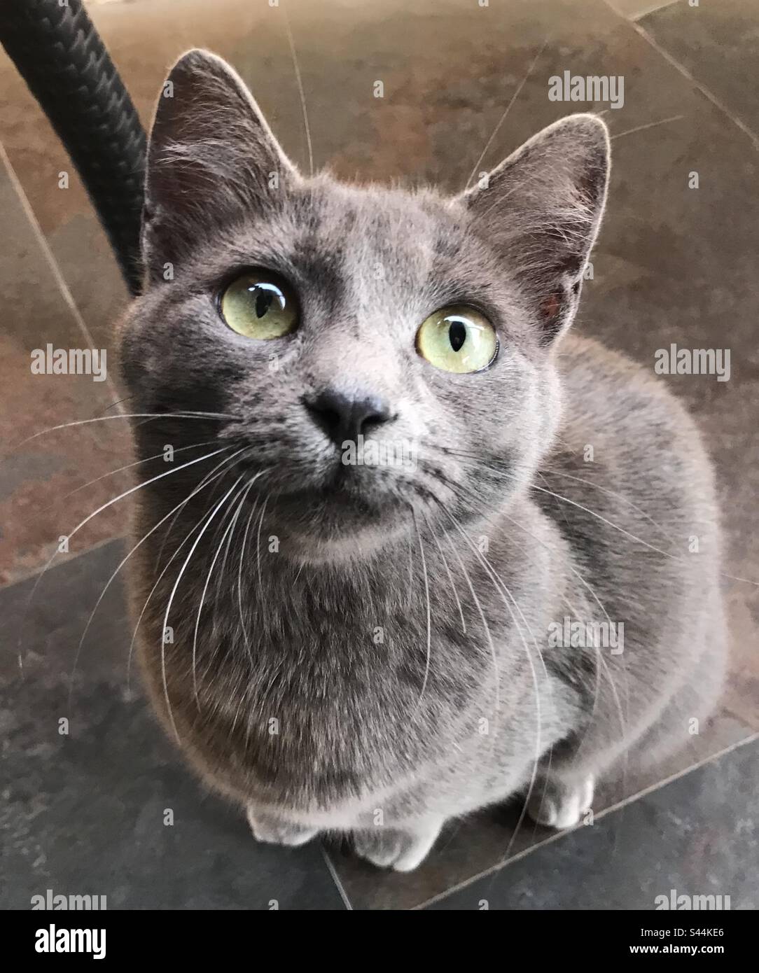 Smokey giving me THAT look. - Smartphone Captured Stock Image