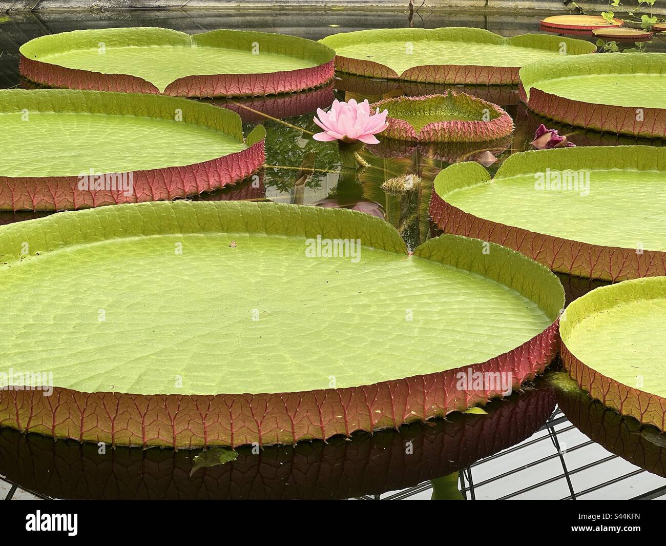 Amazonian water lily Victoria amazonica Stock Photo - Alamy