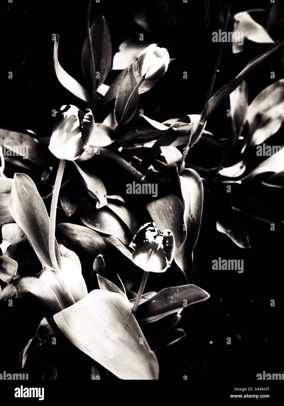 Bouquet of tulips. Black and white. Stock Photo
