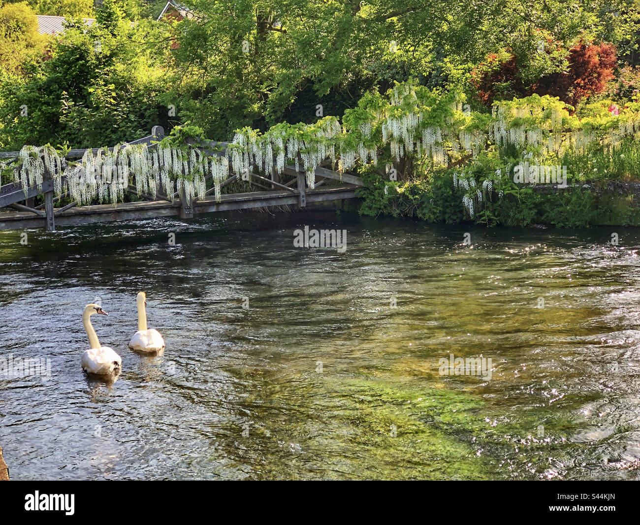 Swans in springtime on the river Itchen in Winchester Hampshire United Kingdom - Smartphone Captured Stock Image Swans in springtime on the river Itchen in Winchester Hampshire United Kingdom - Smartphone Captured Stock Image