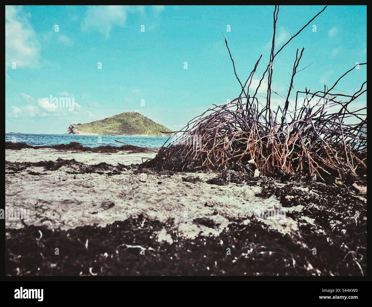 Beach, sea weed Stock Photo - Alamy