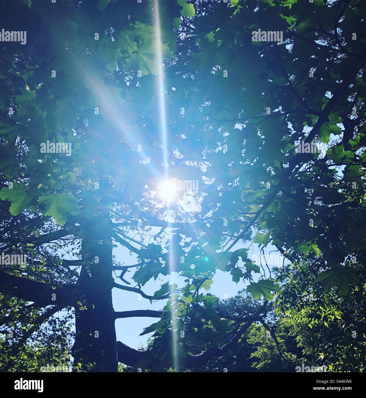 Mystical sunbeams shine through the trees. - Smartphone Captured Stock Image Mystical sunbeams shine through the trees. - Smartphone Captured Stock Image