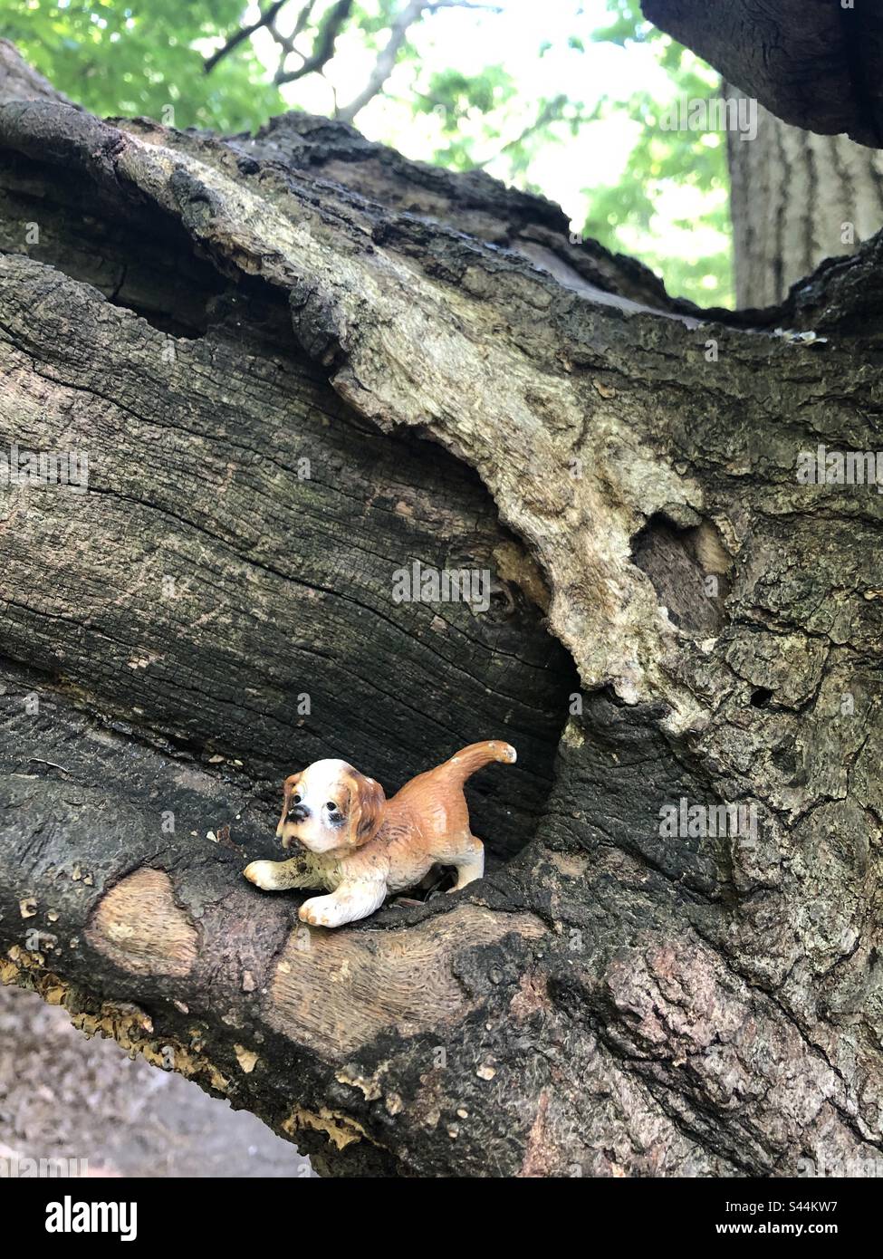 A toy dog figurine placed on a tree limb in the woods. - Smartphone Captured Stock Image