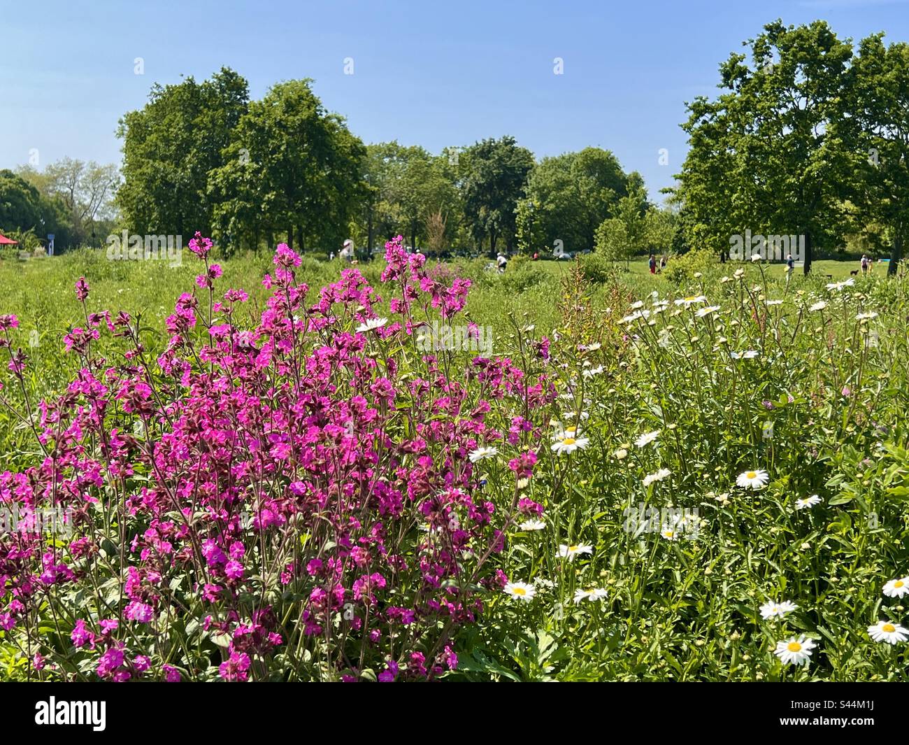 Beautiful wild flowers grow on Clapham common in early summer, London
