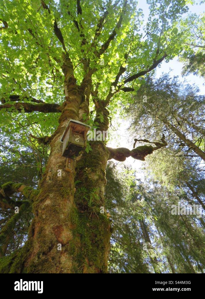 Birdhouse! Switzerland! - Smartphone Captured Stock Image