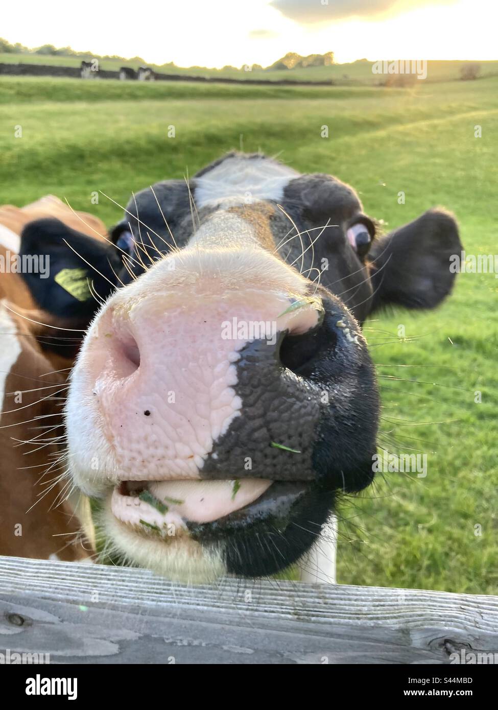 A smiling cow Stock Photo