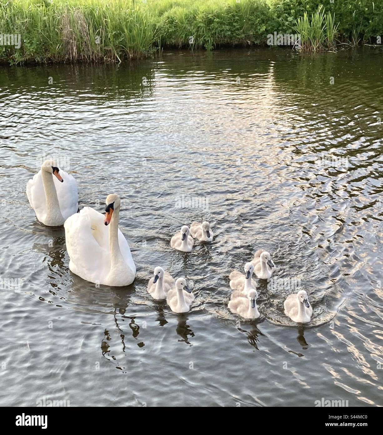 Family of swans and babies - Smartphone Captured Stock Image