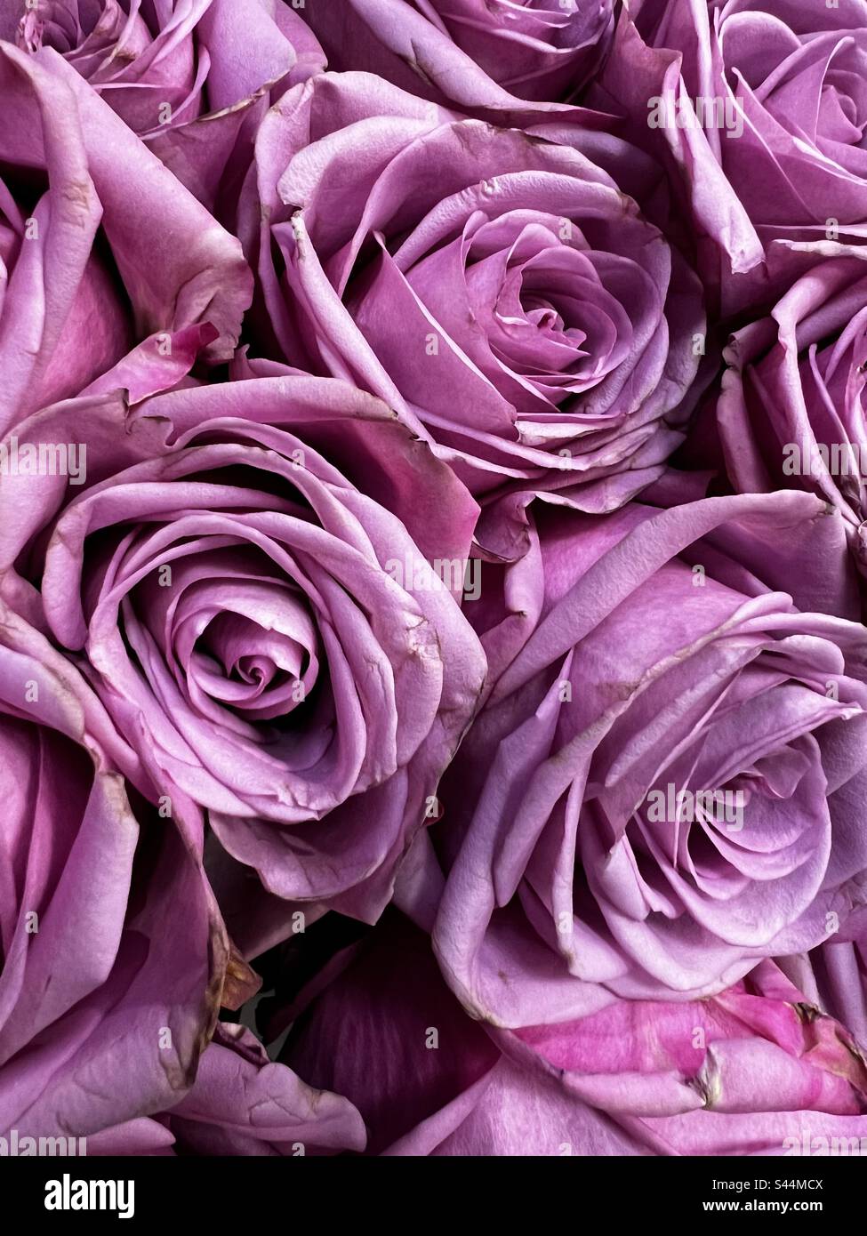 Rose and pose Stock Photo - Alamy
