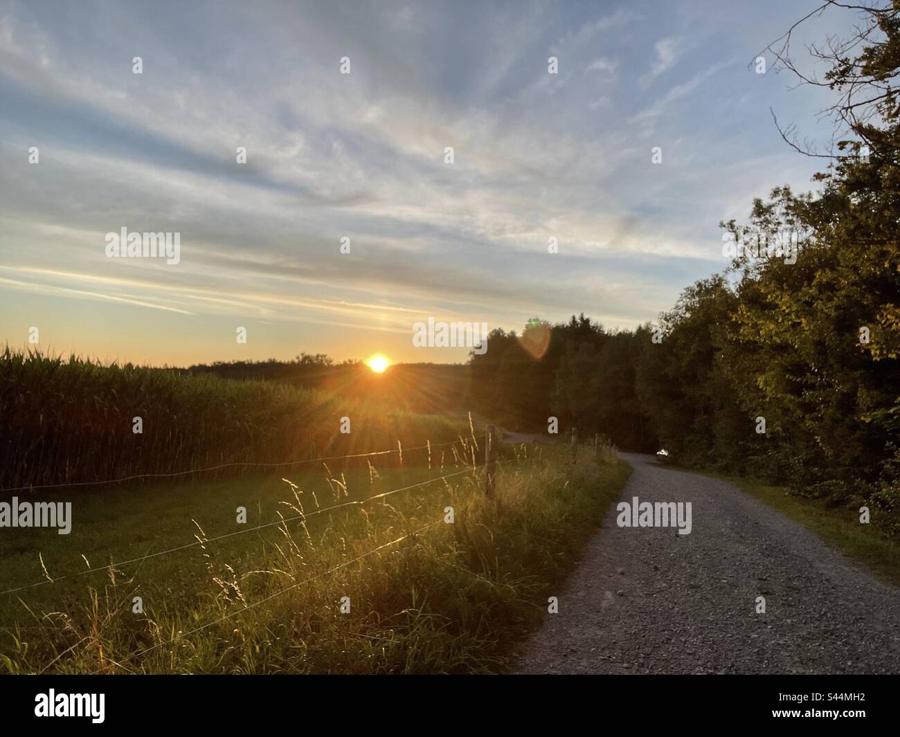 Enchanting Sunrise: Sun-kissed forest awakens, unveiling nature's 