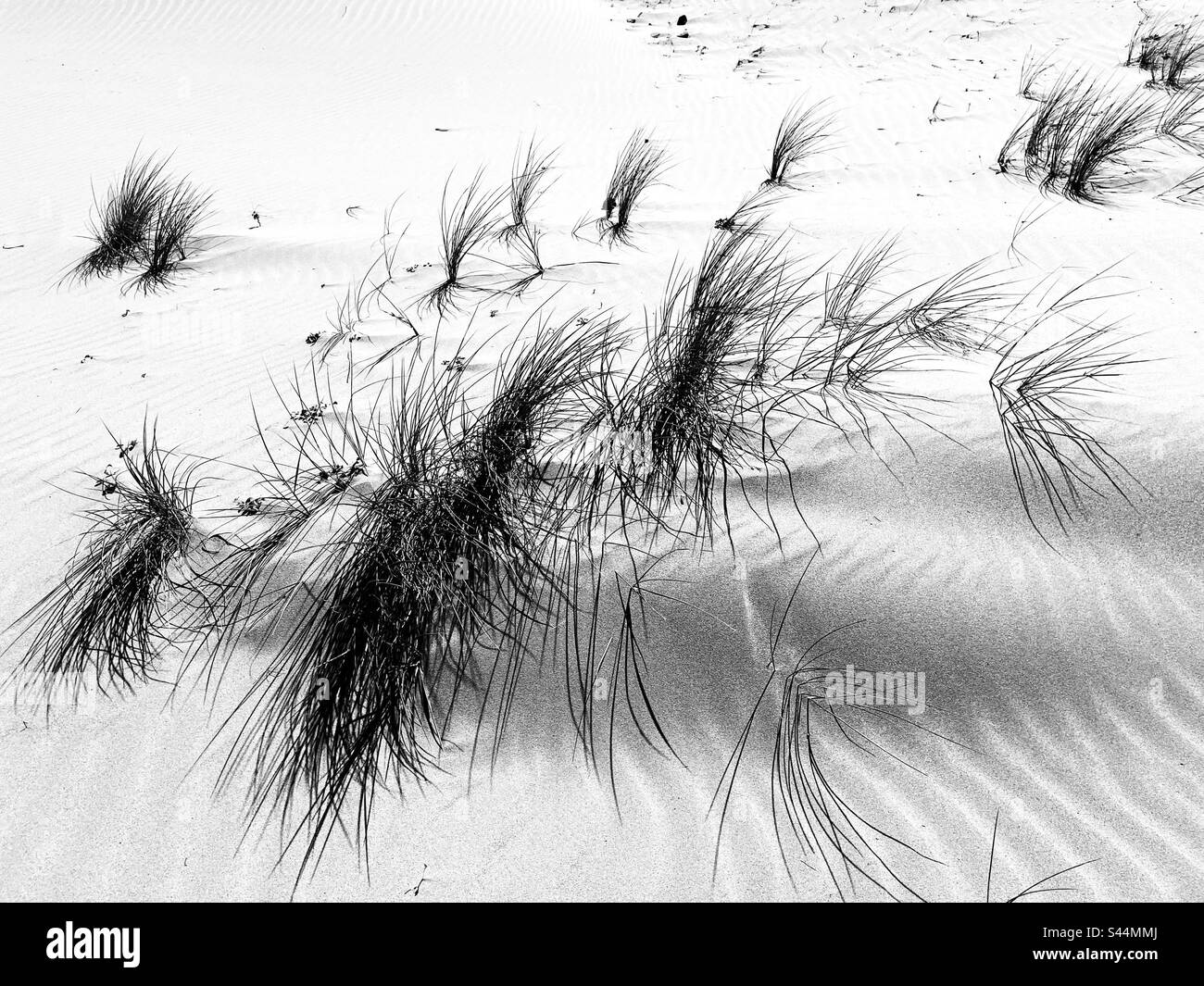 Marram grass growing amongst sand dunes Stock Photo - Alamy