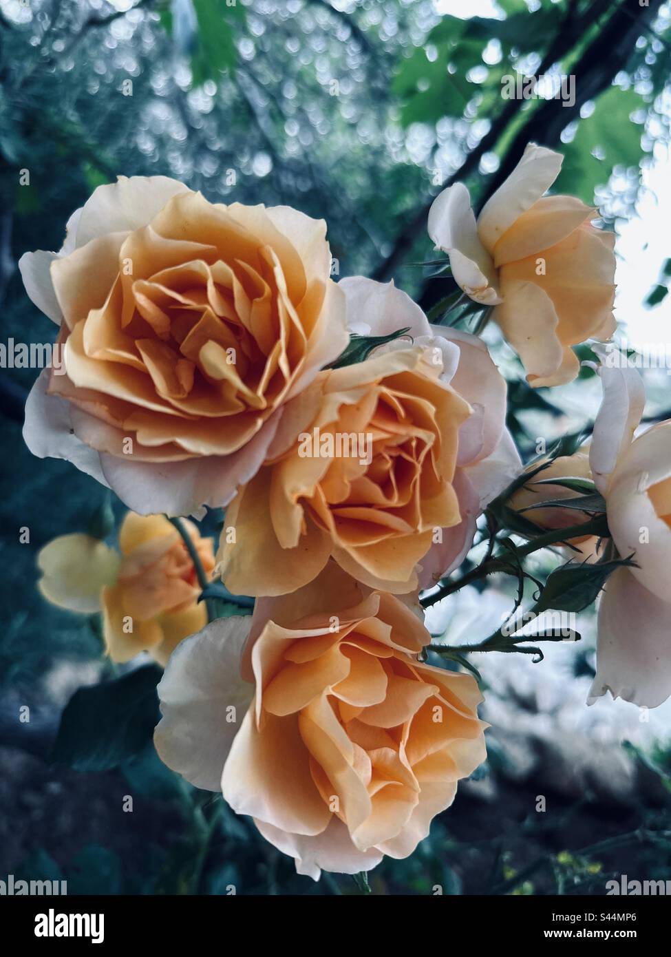 Spring roses hi-res stock photography and images - Alamy