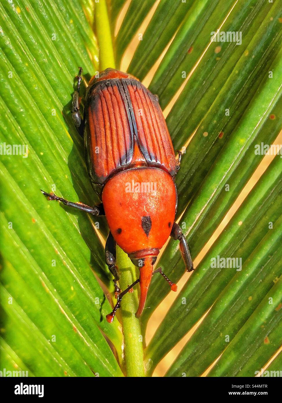 Red palm weevil beetle (Rhynchophorus ferrugineus) wild filmed in Javea, Spain Stock Photo