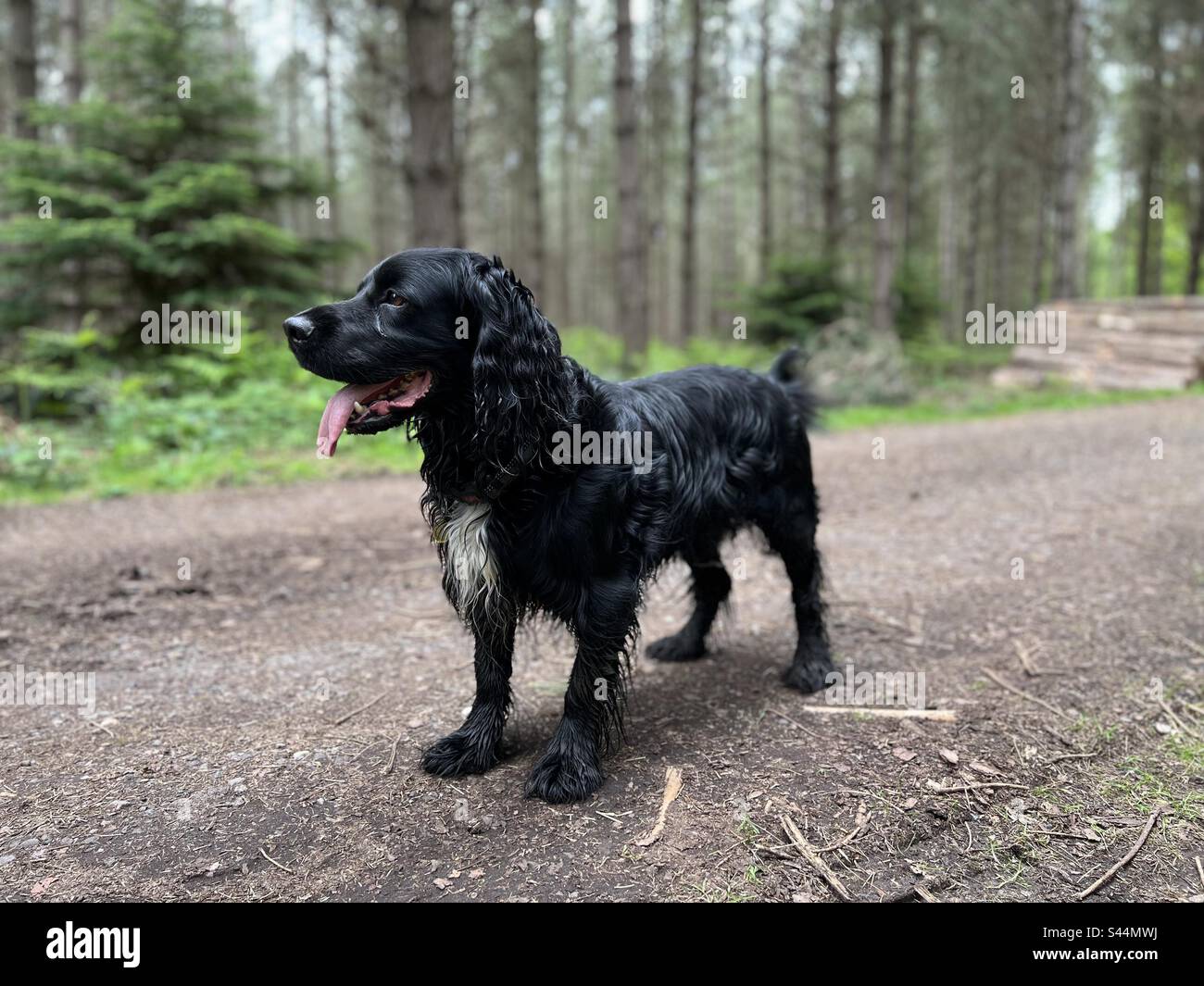 Black working cocker spaniel in woodland Stock Photo Alamy