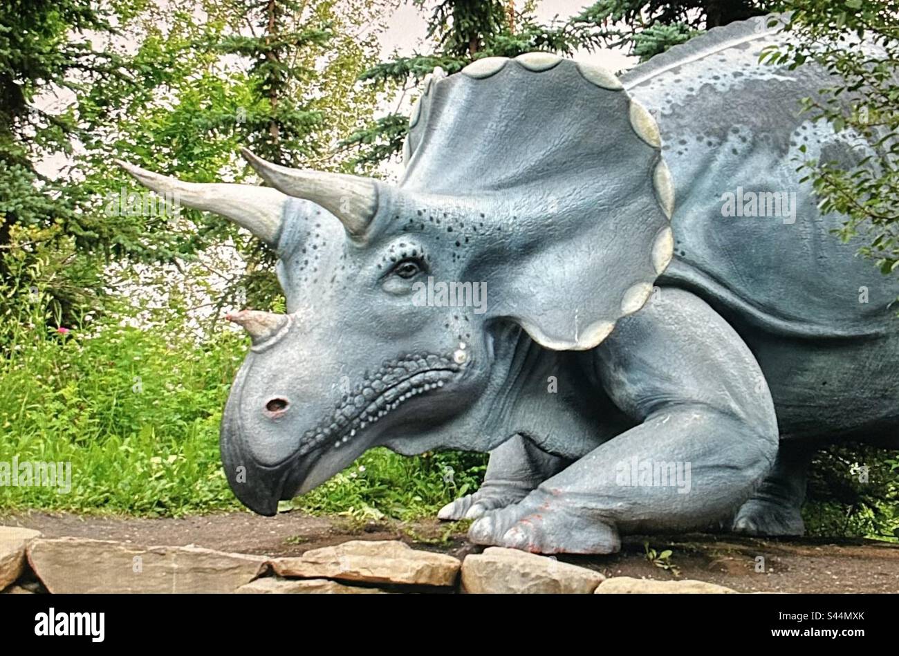 Triceratops was a large, heavily built dinosaur, prehistoric, dinosaur, dinosaur park, Calgary, Alberta, Canada, three horns, - Smartphone Captured Stock Image