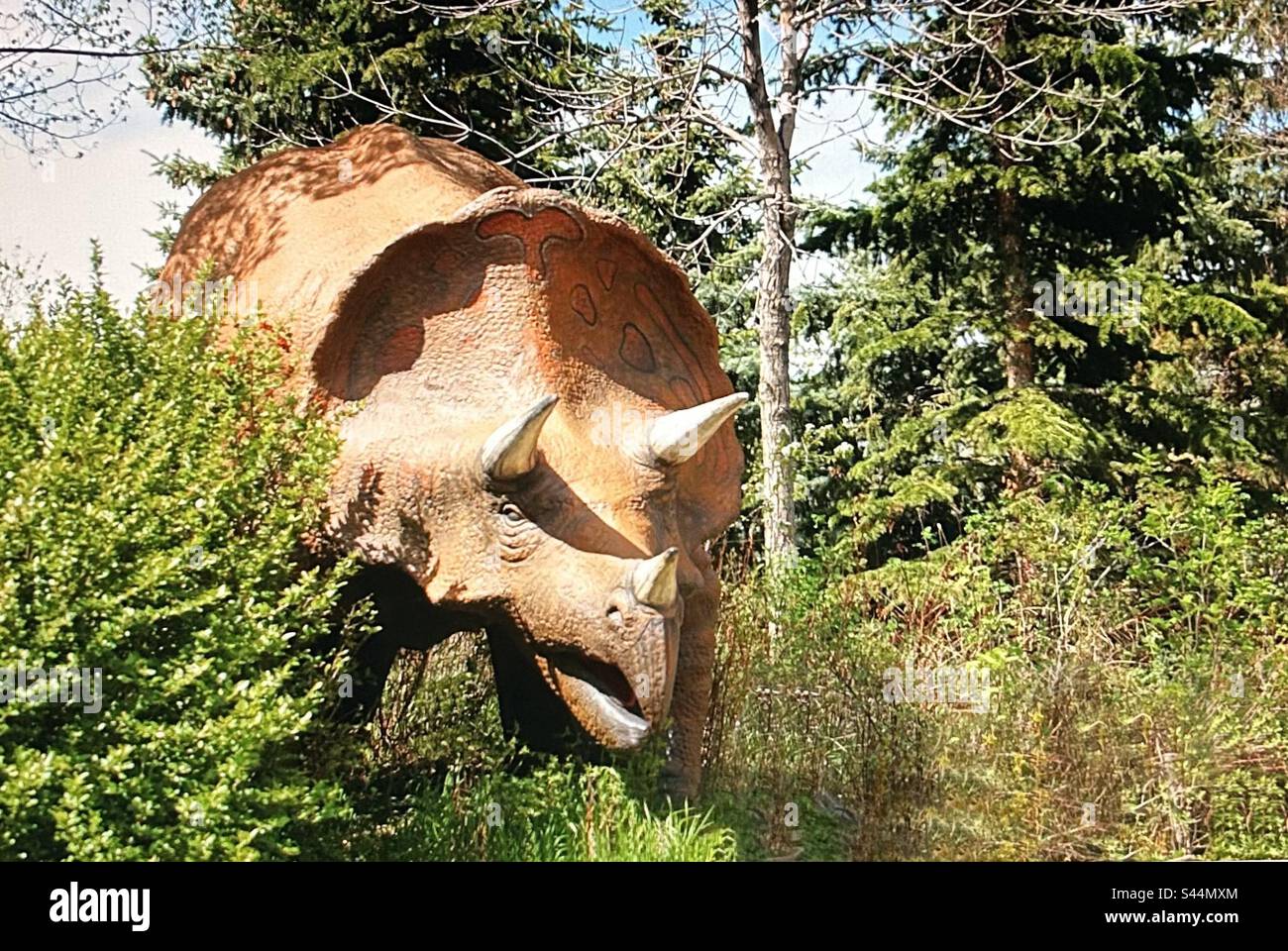 Triceratops was a large, heavily built dinosaur, prehistoric, dinosaur, dinosaur park, Calgary, Alberta, Canada, three horns, - Smartphone Captured Stock Image