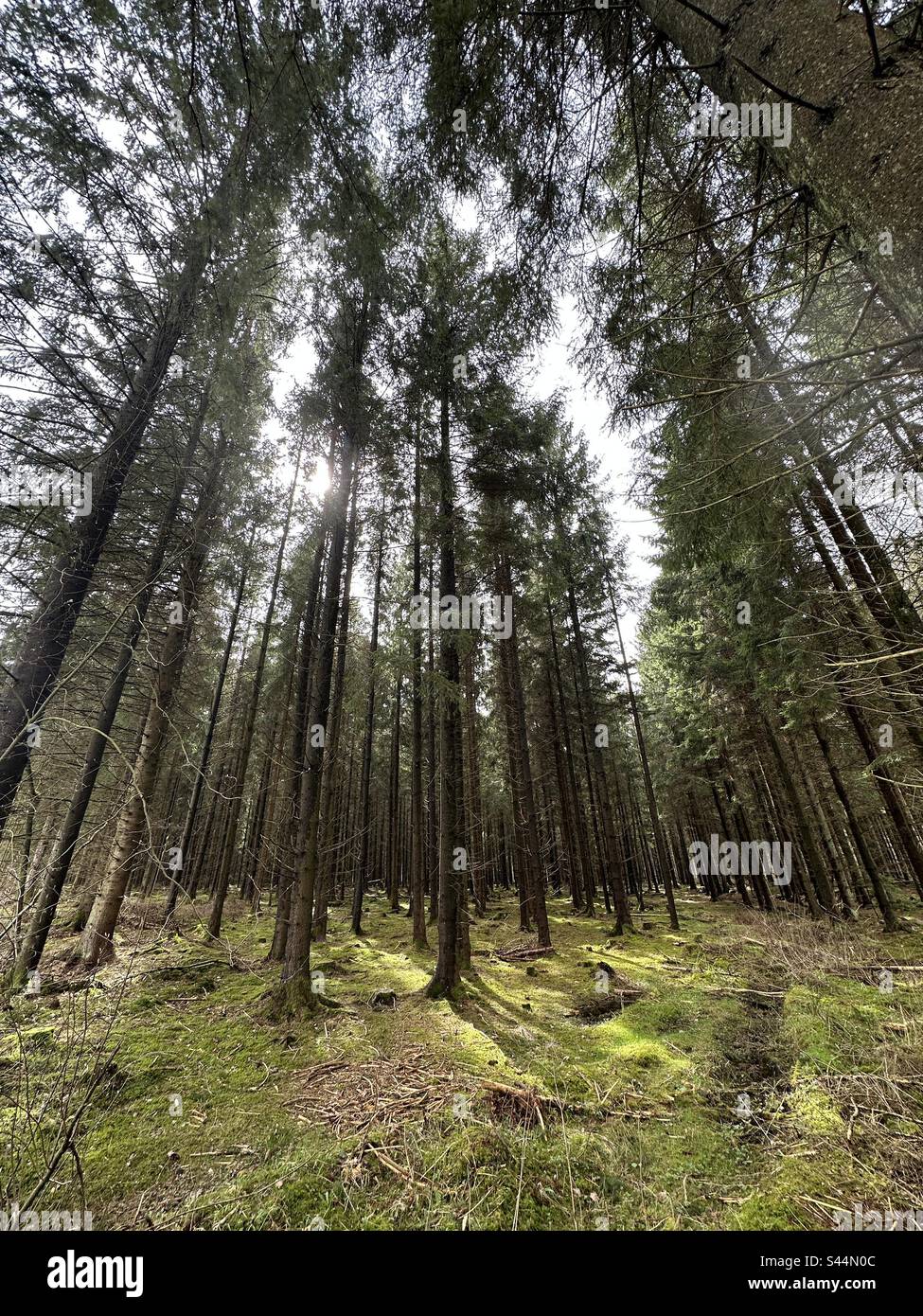 Spring forest - Smartphone Captured Stock Image