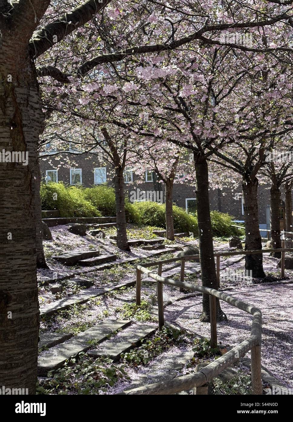 Blossom rain - Smartphone Captured Stock Image