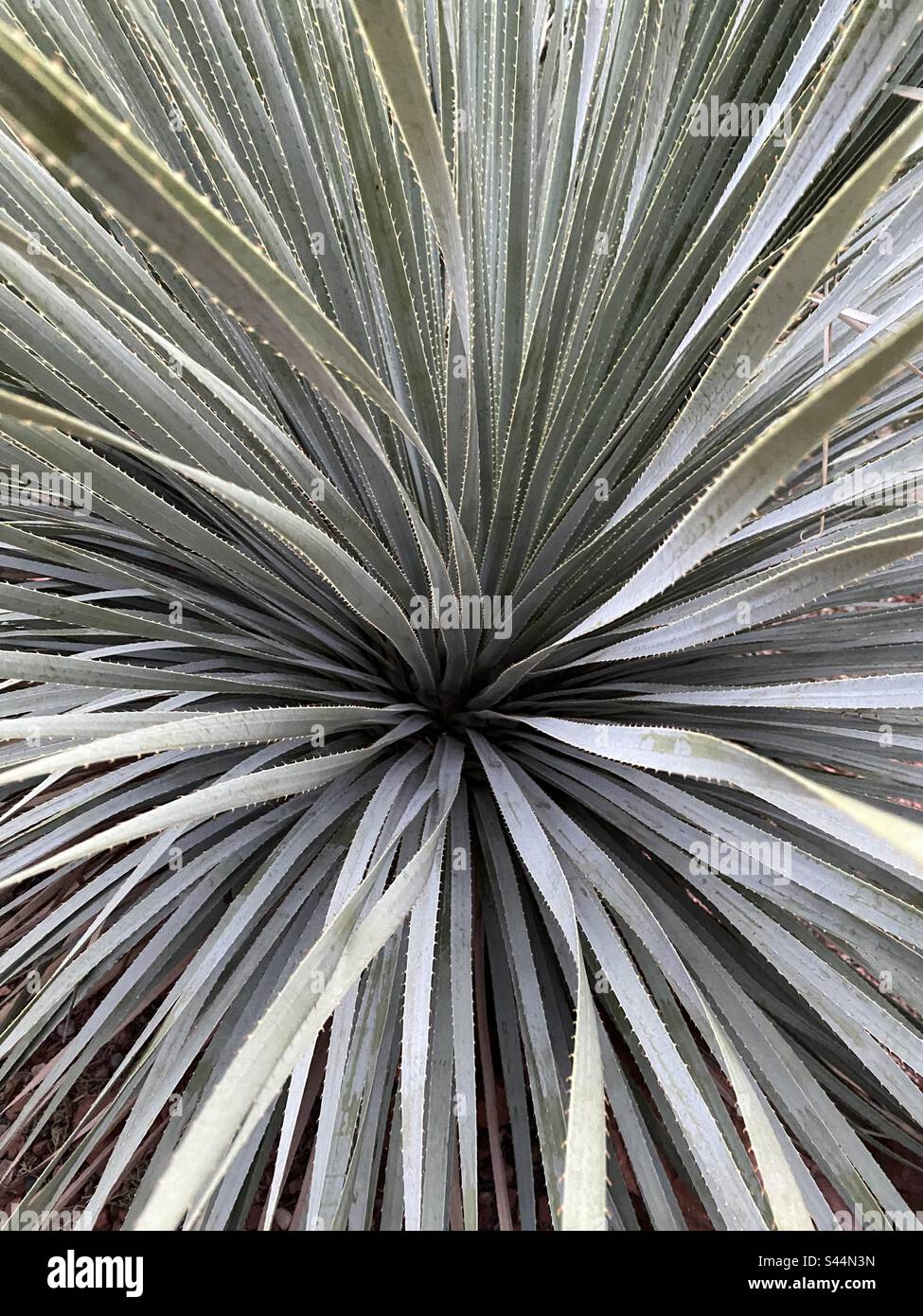 Cool plant hi-res stock photography and images - Alamy
