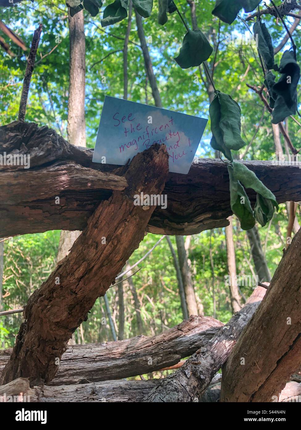 A note of inspiration wedged into a branch. - Smartphone Captured Stock Image