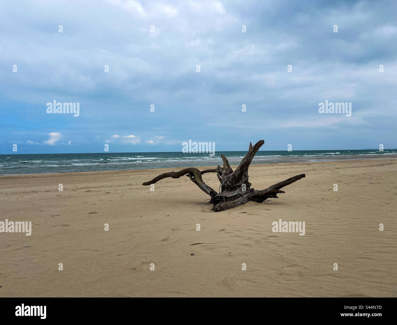 Log on the beach Stock Photo