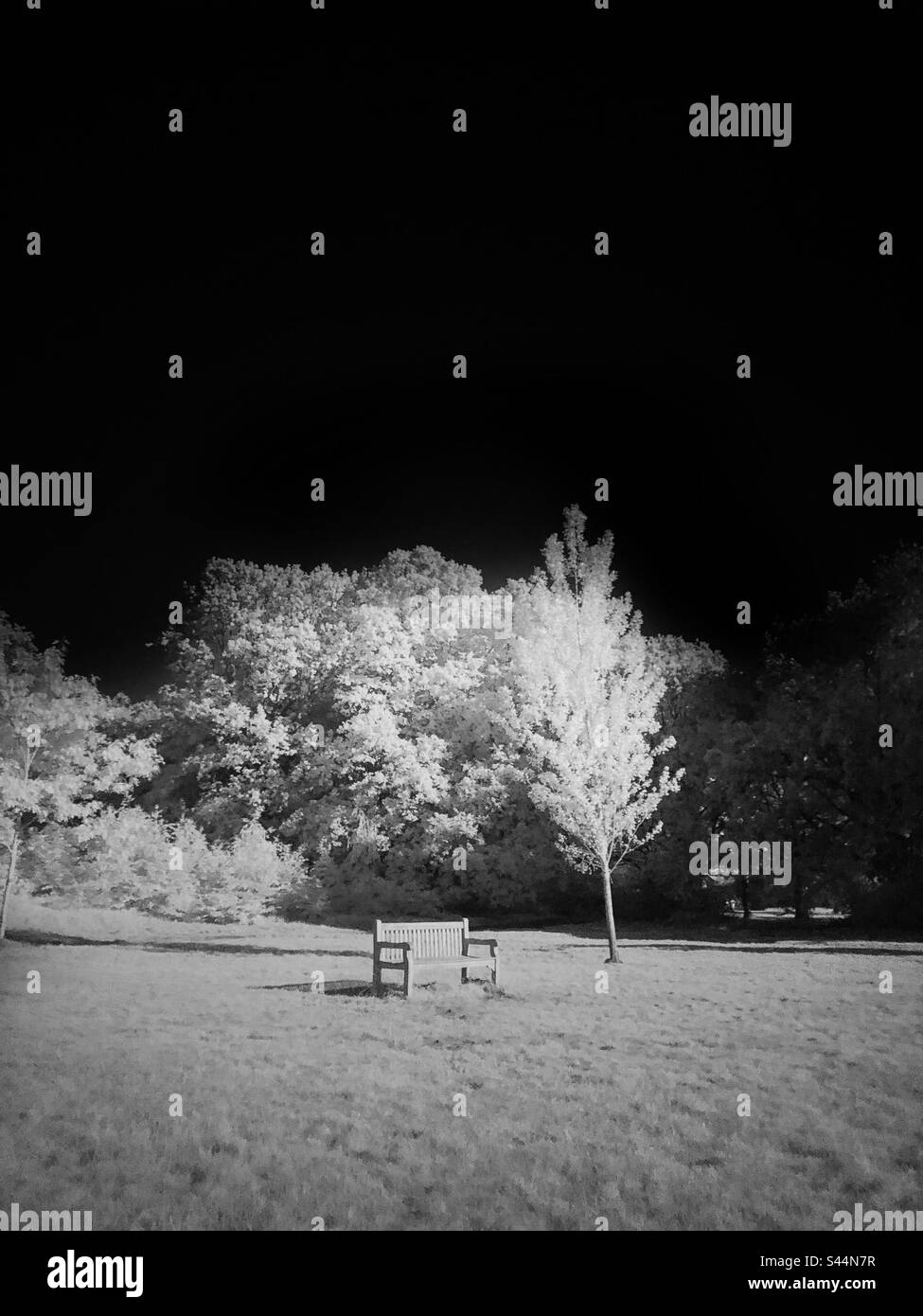 Black and white Infrared photo of a park in London - Smartphone Captured Stock Image