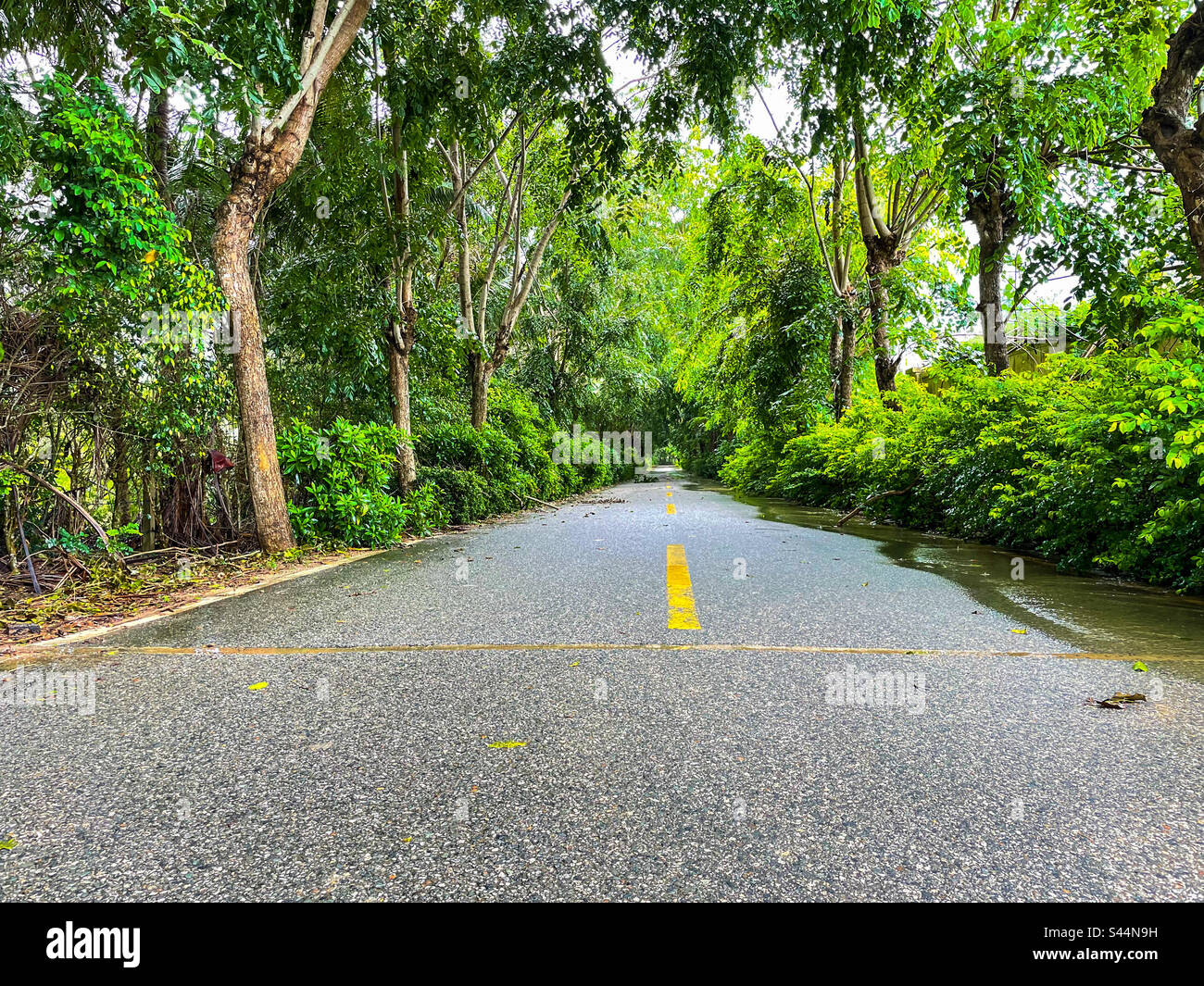 Lost between the trees - Smartphone Captured Stock Image