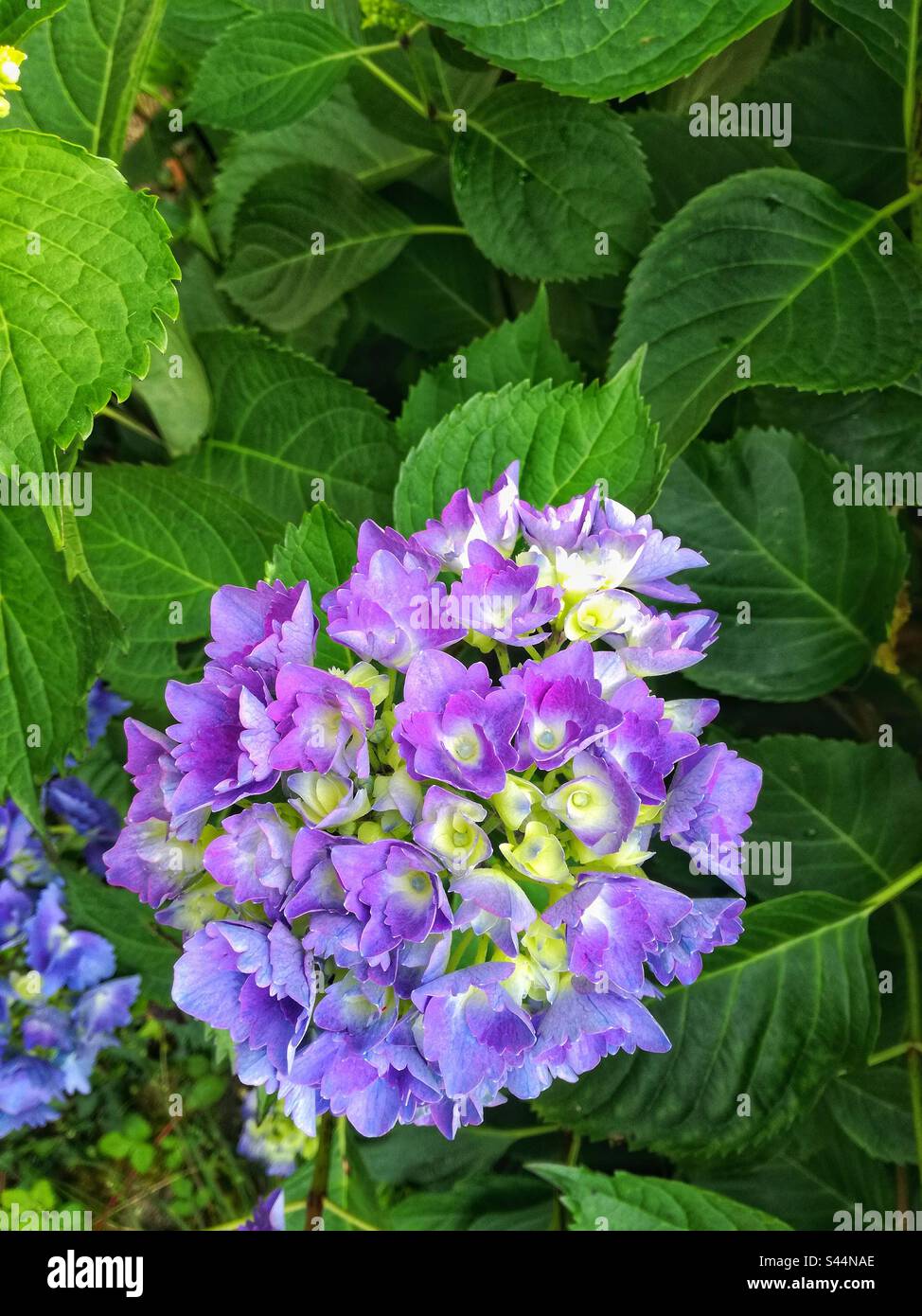 Hydrangea in bloom. Bidart, Pyrenees-Atlantiques, France - Smartphone Captured Stock Image