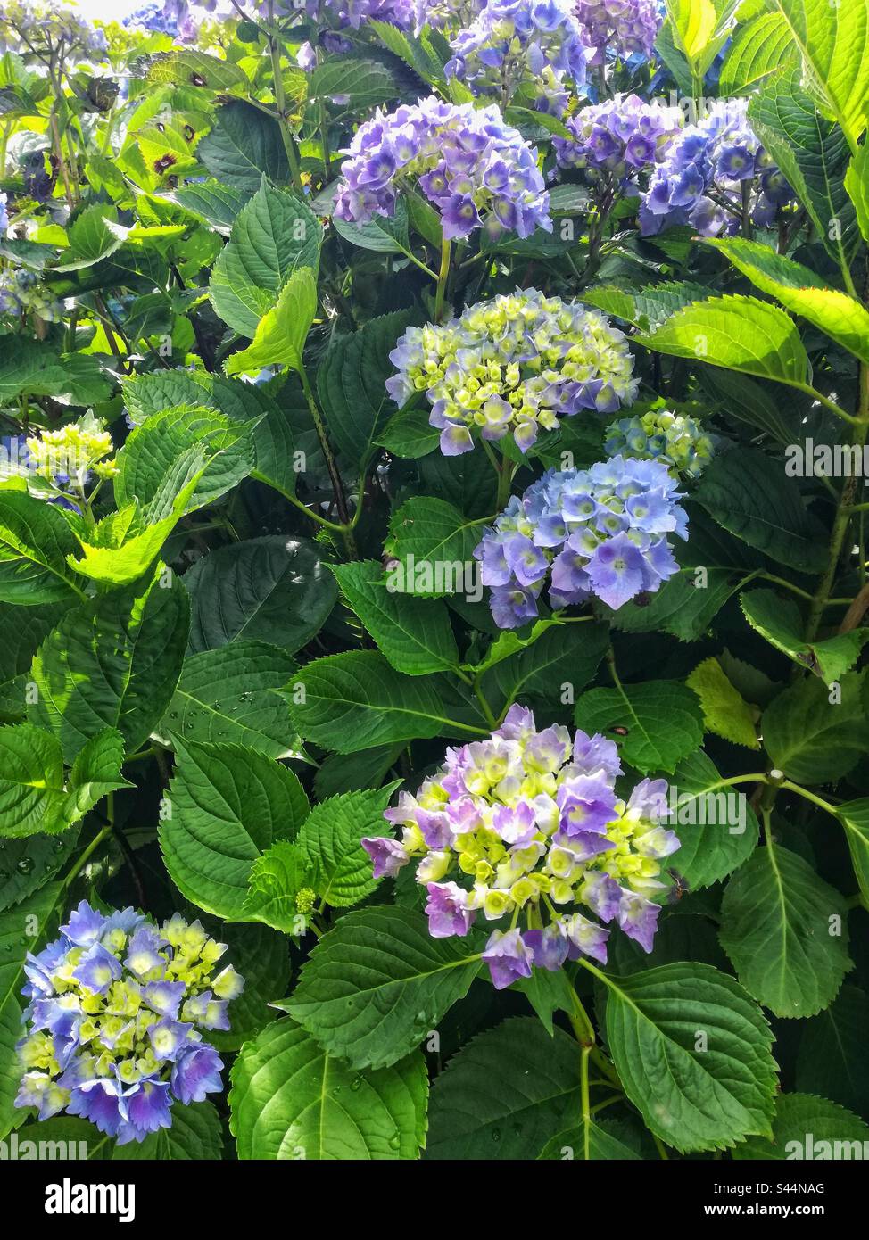 Hydrangea in bloom. Bidart, Pyrenees-Atlantiques, France - Smartphone Captured Stock Image