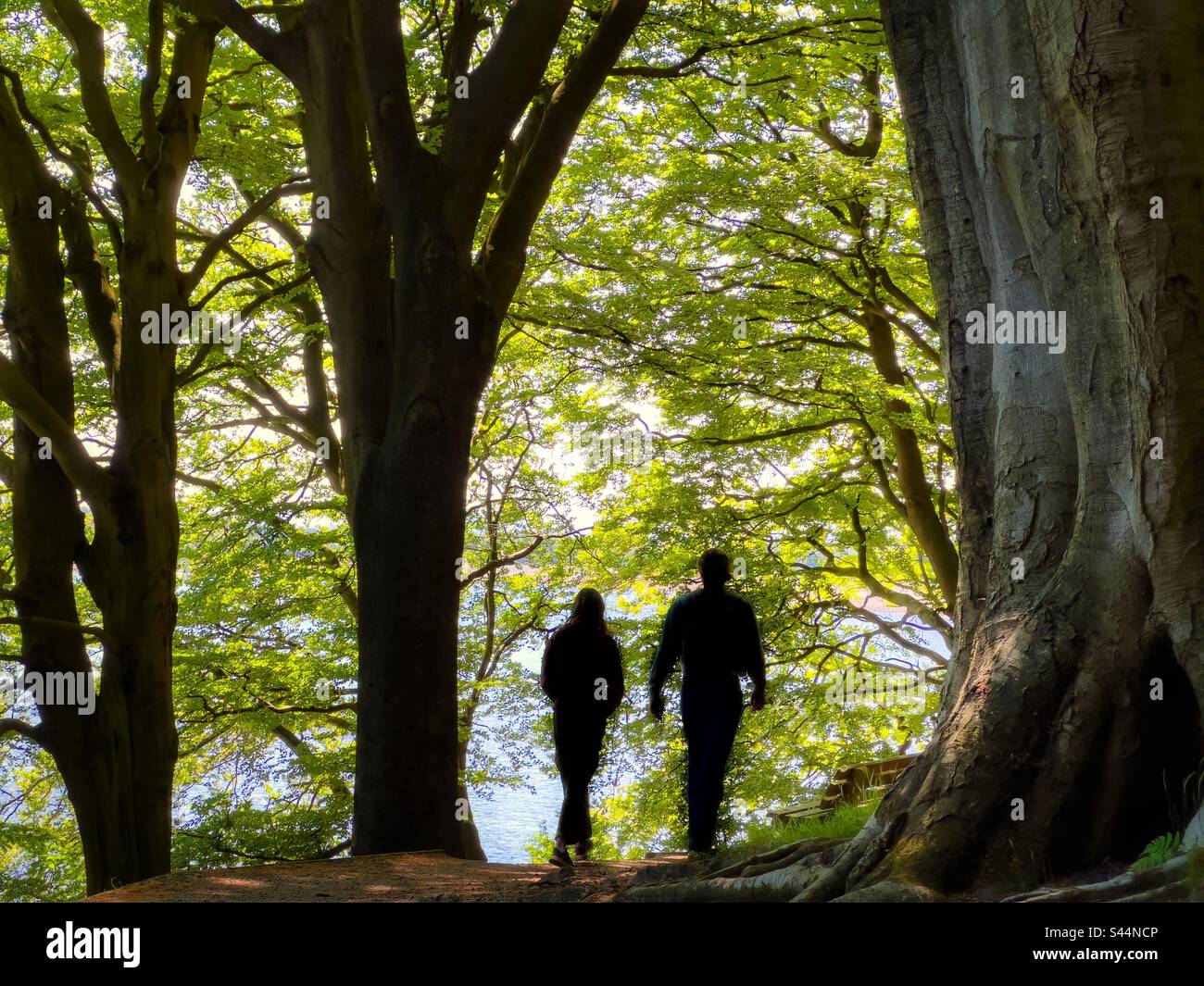 Two people walking in the woods at Anglezark in Chorley in silhouette against spring green leaves Stock Photo