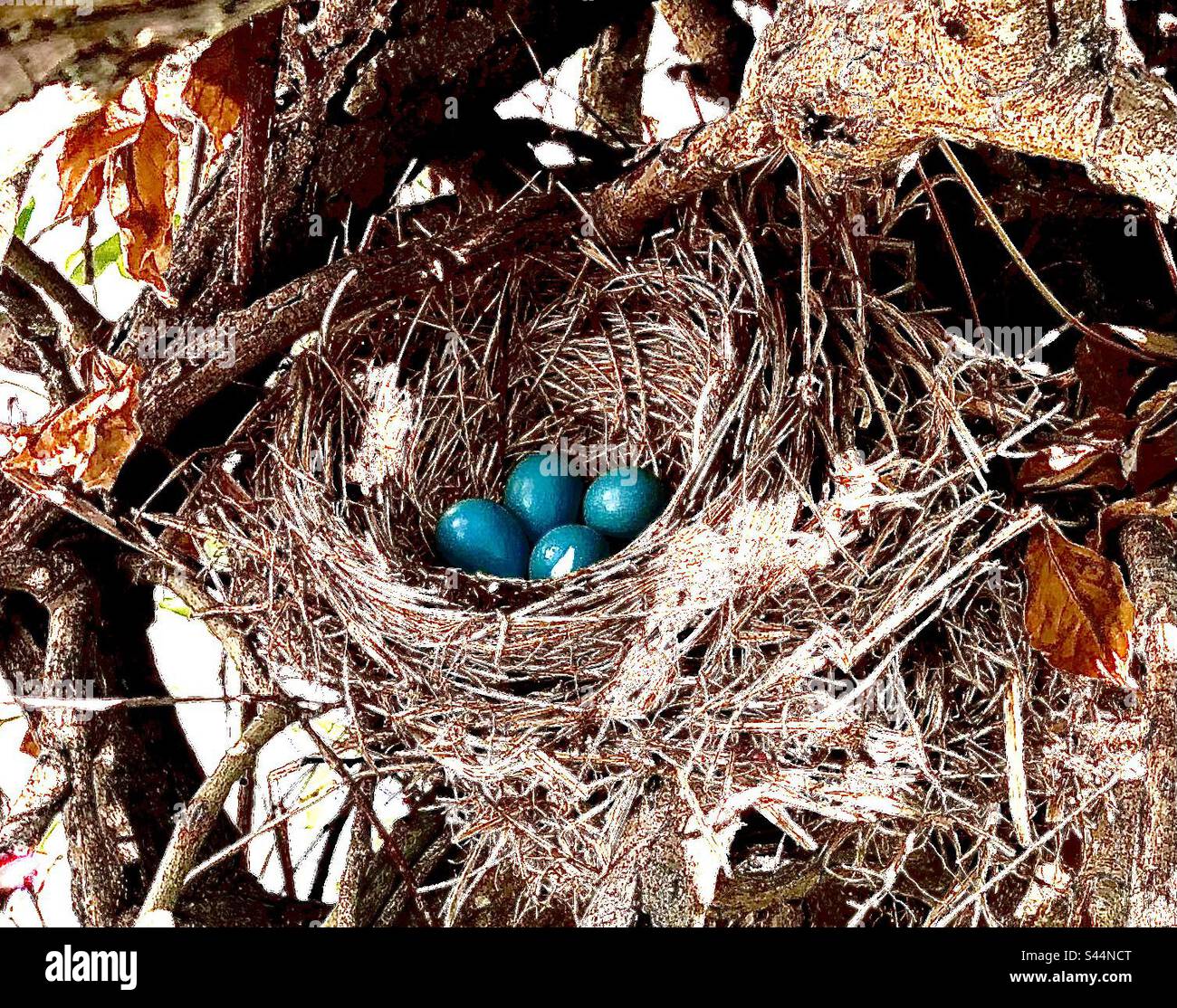 Blue Jay eggs in Nest Stock Photo Alamy