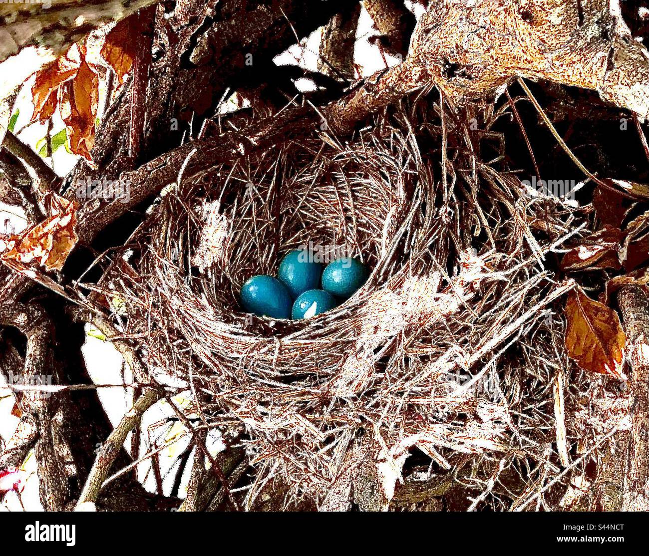 Blue Jay eggs in Nest Stock Photo - Alamy