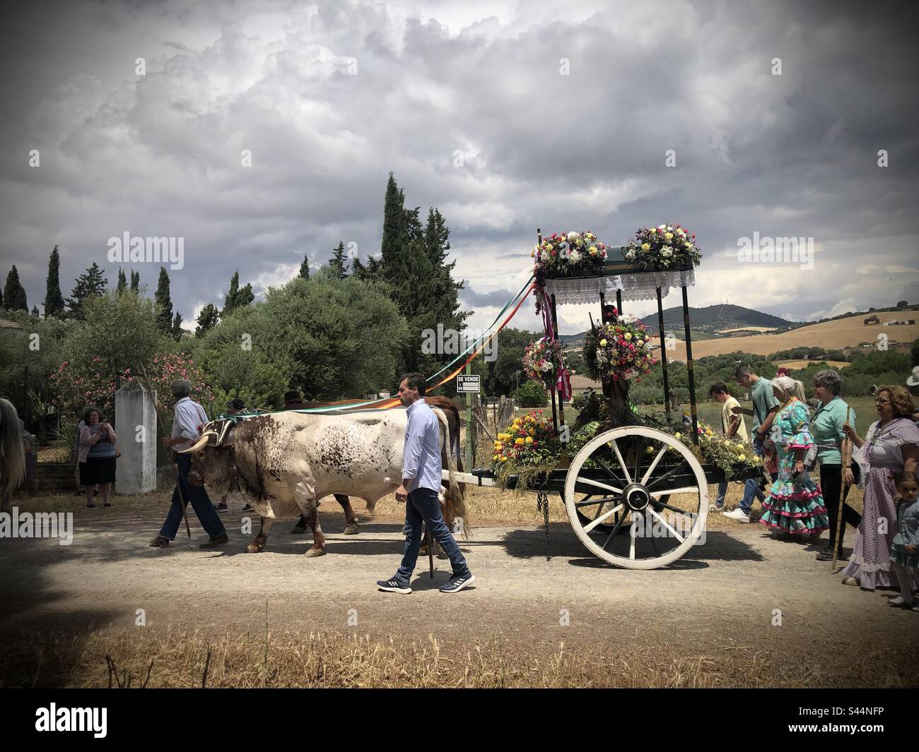 Romeria de Peregrinacion de San Isidro - Smartphone Captured Stock Image