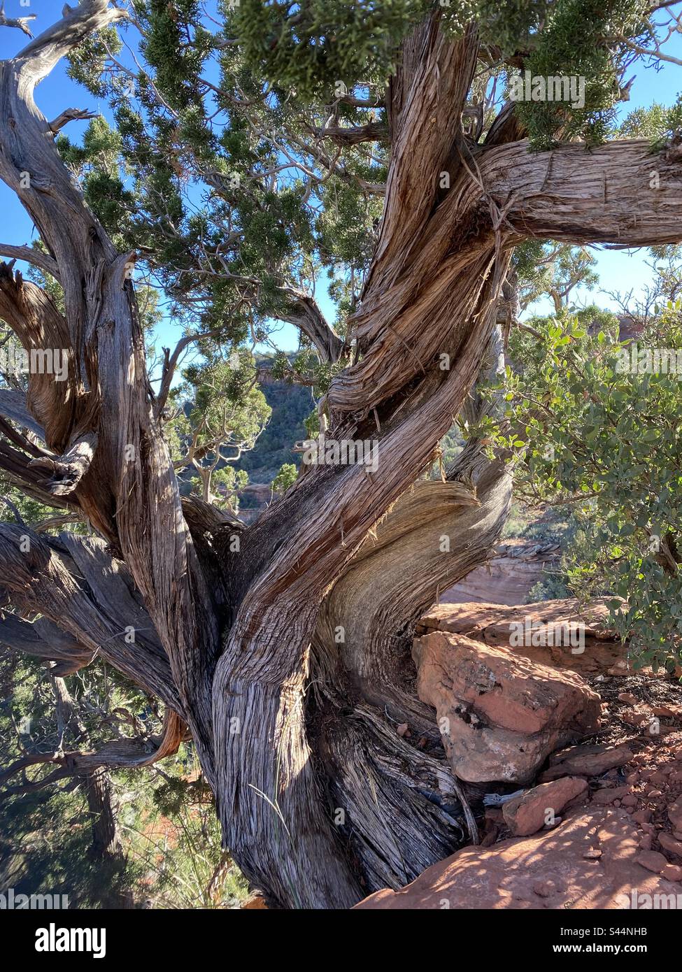 Twisted tree - Smartphone Captured Stock Image