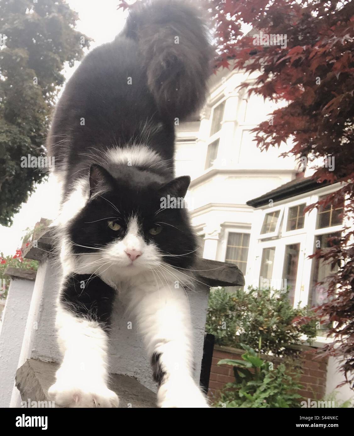 Cat in London Stock Photo Alamy
