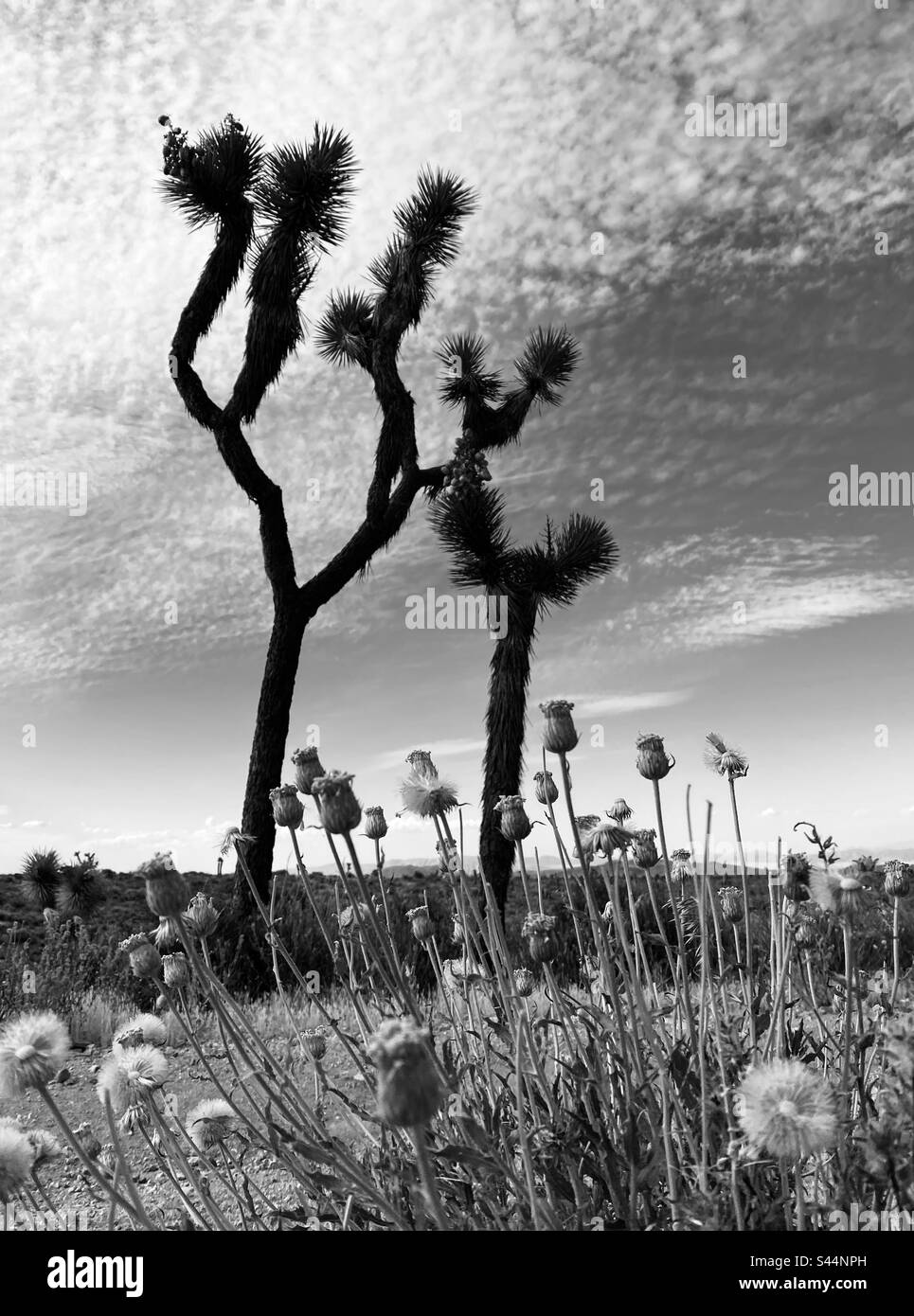 Joshua trees in black and white Stock Photo - Alamy