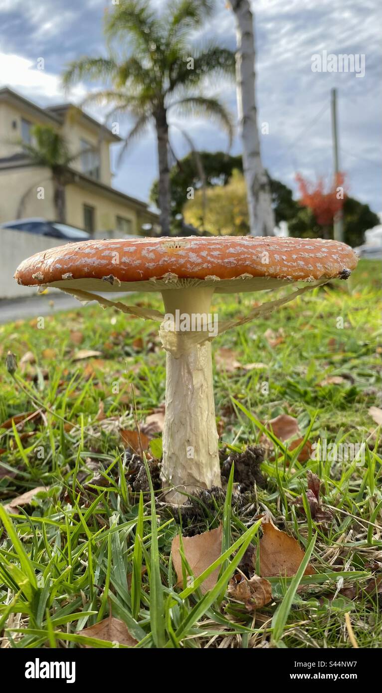 Giant fairy toadstool Stock Photo