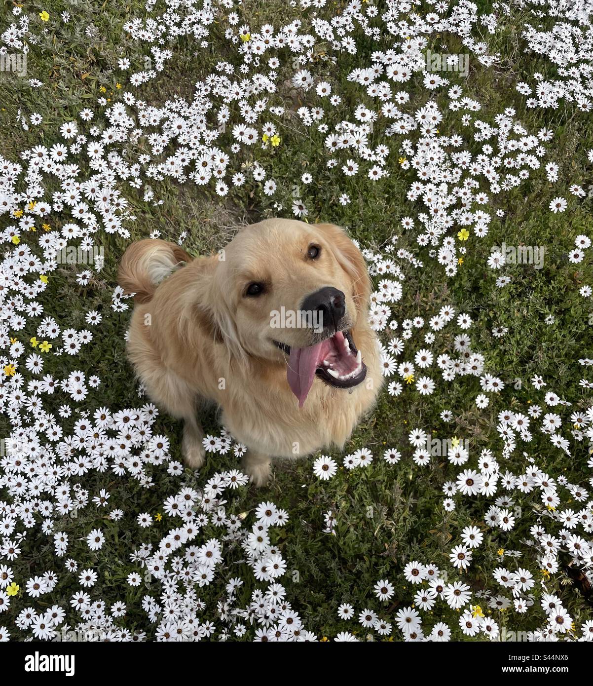 Dog in flowers hires stock photography and images Alamy