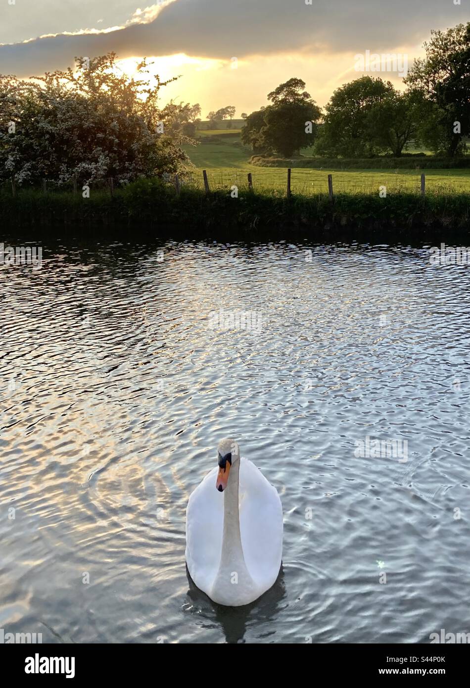 Graceful swan on a canal - Smartphone Captured Stock Image