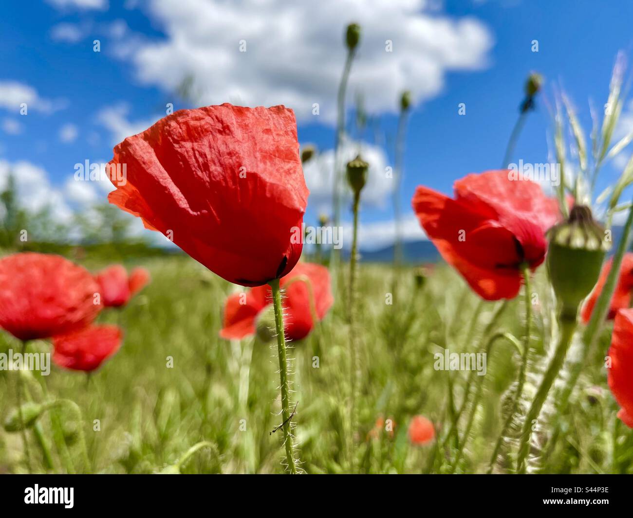 Poppy flowers poppies hi-res stock photography and images - Alamy